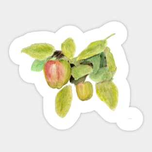 Winter Apples Sticker